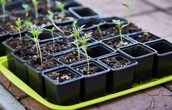 A gardener tending to seedlings in trays