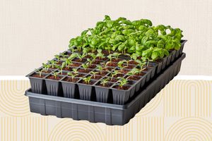 Best all-rounder: Tray set with dome and drainage